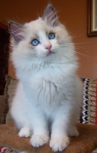 Blue Bicolor male ragdoll kitten