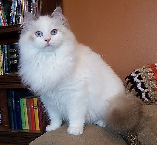 rare chocolate lynx bicolor ragdoll cat