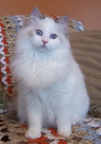 Rare Chocolate lynx Bicolor Ragdoll cat