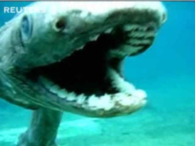 uglyprehisshark.jpg Ugly Prehistoric Shark image by stevetures