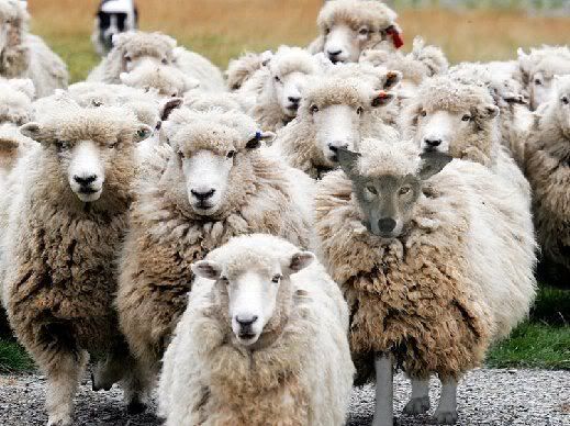 sheep