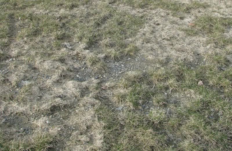 Remove gravel from lawn? Lawn Care Forum