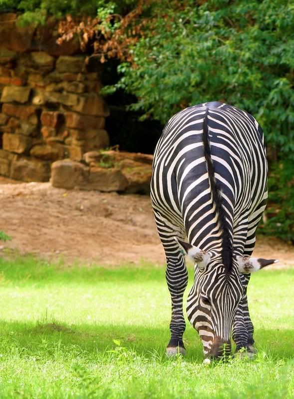 IMAGE: http://i68.photobucket.com/albums/i6/nickybegood1998/CopyofIMG_1930.jpg