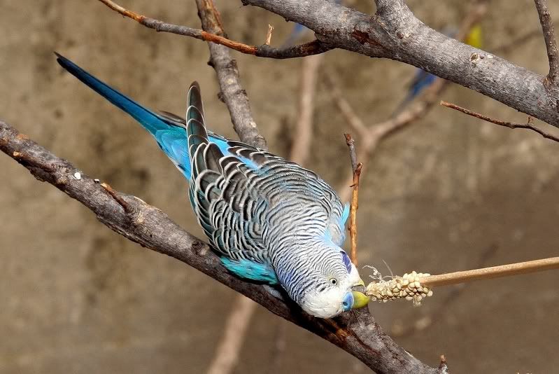 IMAGE: http://i68.photobucket.com/albums/i6/nickybegood1998/CopyofIMG_2038.jpg