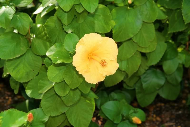 IMAGE: http://i68.photobucket.com/albums/i6/nickybegood1998/CopyofIMG_2153.jpg