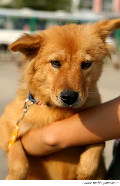 Rescue Centre for Abandoned Pets 拯救遺棄寵物中心