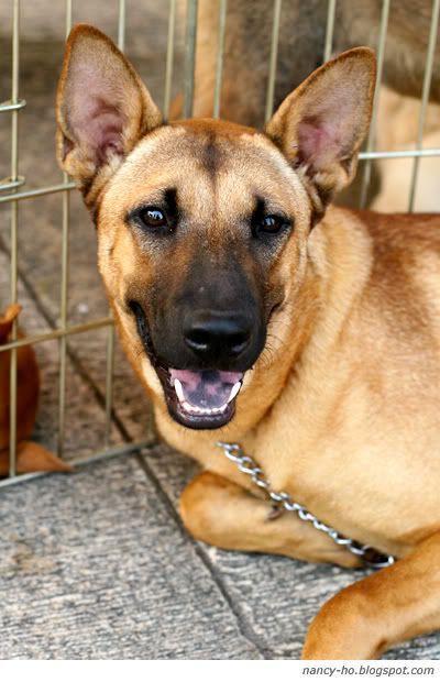 Rescue Centre for Abandoned Pets