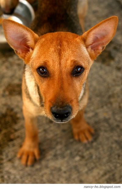 Rescue Centre for Abandoned Pets