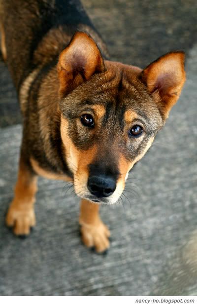 Rescue Centre for Abandoned Pets 拯救遺棄寵物中心