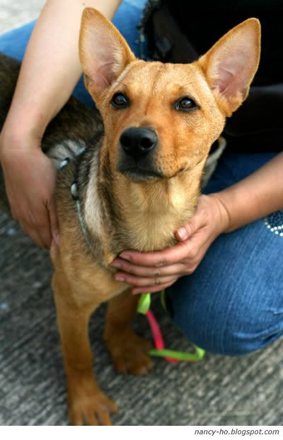 Rescue Centre for Abandoned Pets