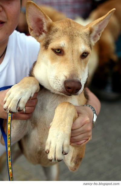 Rescue Centre for Abandoned Pets