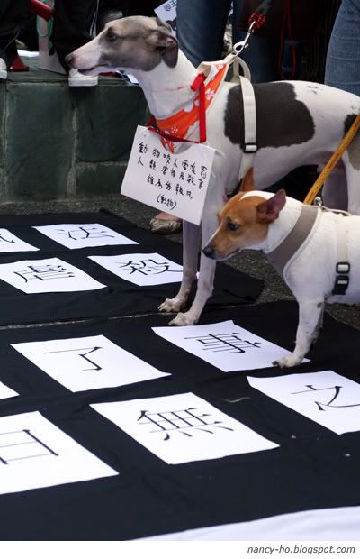 「為藍藍站起來!」關注動物權益大遊行 Against Animal Cruelty Protest in Hong Kong