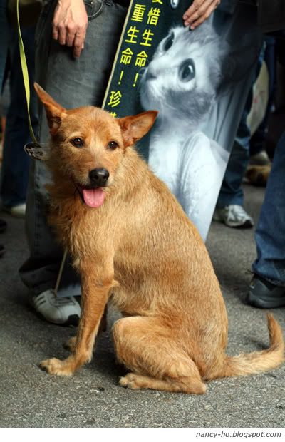 「為藍藍站起來!」關注動物權益大遊行 Against Animal Cruelty Protest in Hong Kong