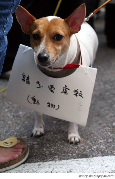 「為藍藍站起來!」關注動物權益大遊行 Against Animal Cruelty Protest in Hong Kong