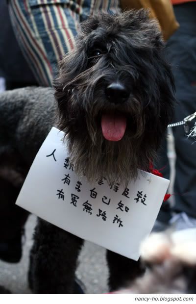 「為藍藍站起來!」關注動物權益大遊行 Against Animal Cruelty Protest in Hong Kong