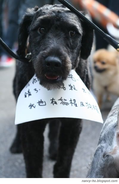 「為藍藍站起來!」關注動物權益大遊行 Against Animal Cruelty Protest in Hong Kong