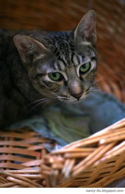 拯救遺棄寵物中心 Cats - Rescue Centre for Abandoned Pets, Hong Kong