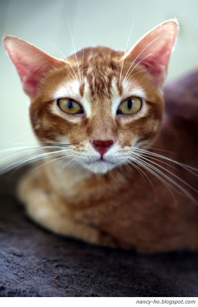 拯救遺棄寵物中心 Cats - Rescue Centre for Abandoned Pets, Hong Kong