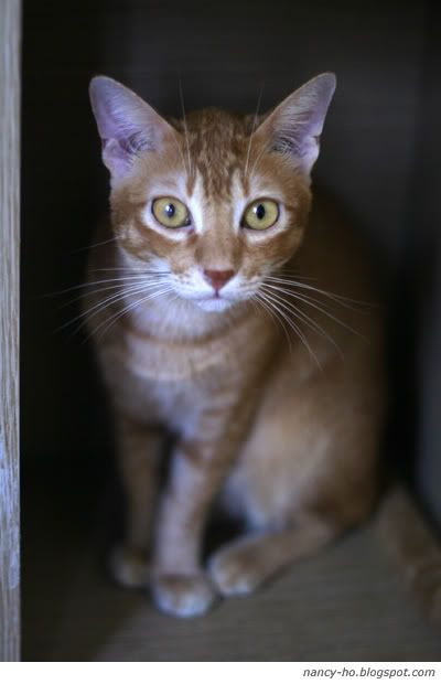 拯救遺棄寵物中心 Cats - Rescue Centre for Abandoned Pets, Hong Kong