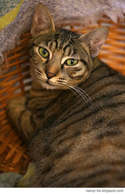 拯救遺棄寵物中心 Cats - Rescue Centre for Abandoned Pets, Hong Kong