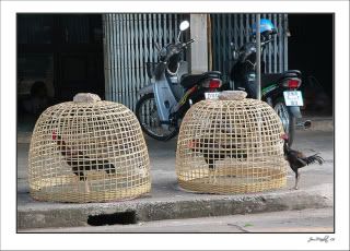 CockCage.jpg
