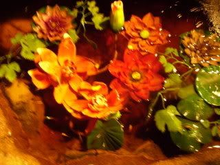 P5210008-1.jpg