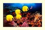 78179_bRed-Sea-Serenity-Posters.jpg