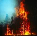 fire.jpg