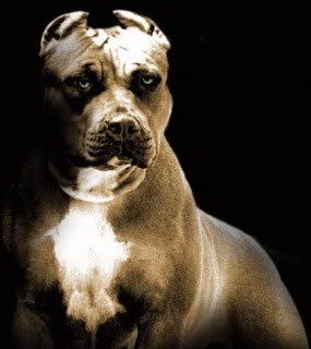 greatpitbullpic.jpg