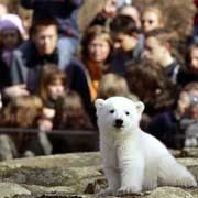 Knut the bear Knut the bear