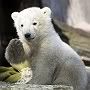 knut3.jpg