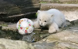 knut6.jpg