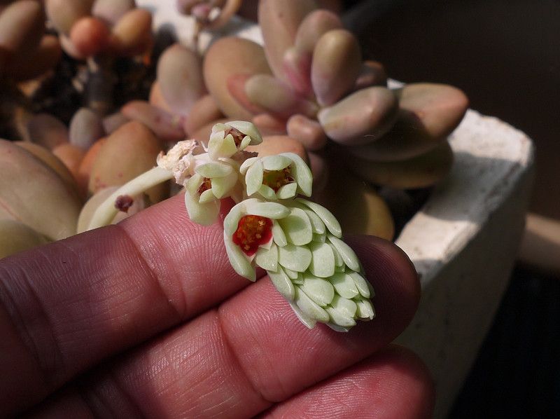 Pachyphytum Captain Jessop