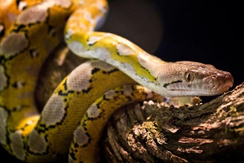 Eastern - Lemon Glow Reticulated Python 