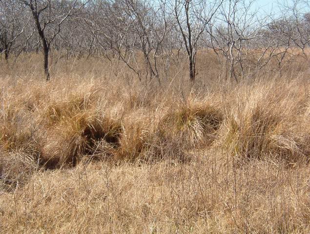 love grass | Hay & Forage Forum