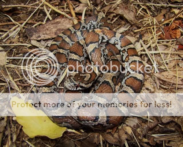 A selection of Kentucky snakes from 2011 Field Herp Forum