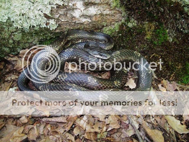 Field Herp Forum • View topic - Kentucky snakes 2012 to date