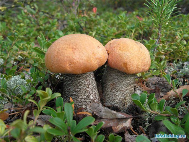 photo 1322815152_podosinovik_2_zps6685be7b.jpg